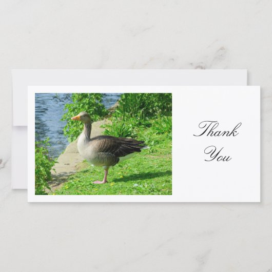 Greylag Goose – ありがとうございます サンキューカード (正面)