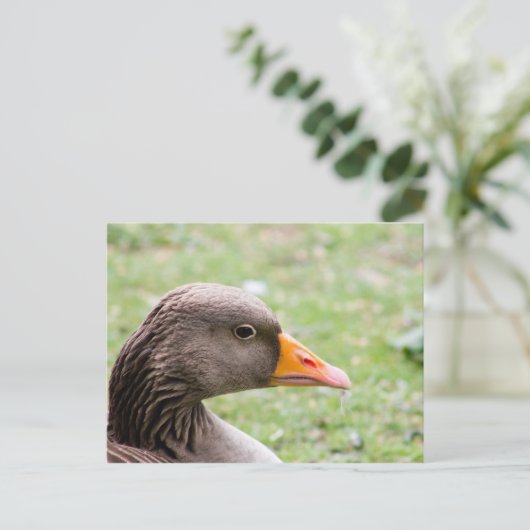Greylag Goose ポストカード (スタンド正面)