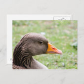 Greylag Goose ポストカード (正面/裏面)