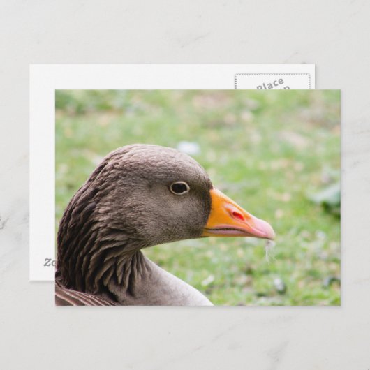 Greylag Goose ポストカード (正面/裏面)