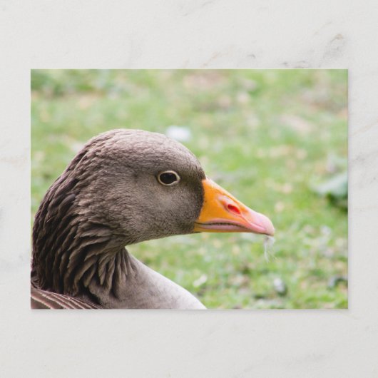 Greylag Goose ポストカード (正面)