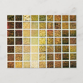 Grid of Seeds - 1912年ヴィンテージカラー写真はがき ポストカード