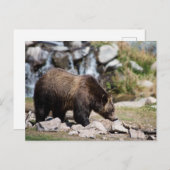 Grizzly Bear写真 ポストカード (正面/裏面)