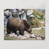 Grizzly Bear写真 ポストカード (正面)