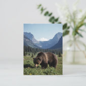 Grizzly Bear in Glacier National Park Travel ポストカード (スタンド正面)