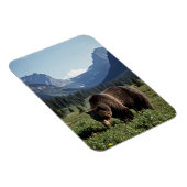 Grizzly Bear in Glacier National Park Travel マグネット (右側)
