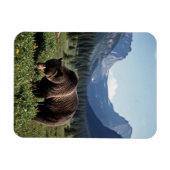 Grizzly Bear in Glacier National Park Travel マグネット (横)