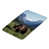 Grizzly Bear in Glacier National Park Travel マグネット (左側)