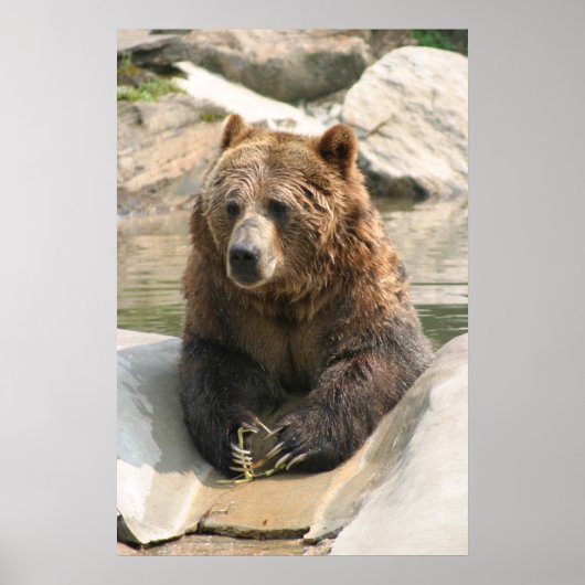 grizzly bear large poster 2 ポスター (正面)