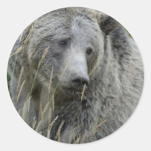 Grizzly_Bear_Lovers ラウンドシール (正面)