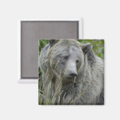 Grizzly_Bear_Photograph_Art マグネット (正面/裏面)