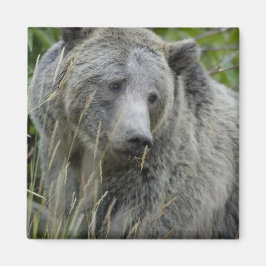 Grizzly_Bear_Photograph_Art マグネット