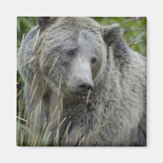 Grizzly_Bear_Photograph_Art マグネット (正面)