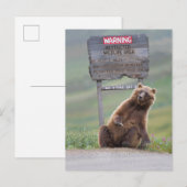 Grizzly Bear Plays With Sign ポストカード (正面/裏面)