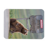 Grizzly Bear Plays With Sign マグネット (横)