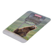 Grizzly Bear Plays With Sign マグネット (左側)