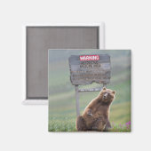 Grizzly Bear Plays With Sign マグネット (正面/裏面)