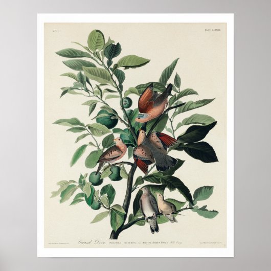 Ground Dove by Audubon Poster ポスター (正面)
