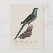 Ground Parrot or Swamp Parrot, Pezoporus Wallicus ポストカード (正面)