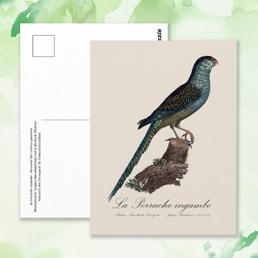 Ground Parrot or Swamp Parrot, Pezoporus Wallicus ポストカード