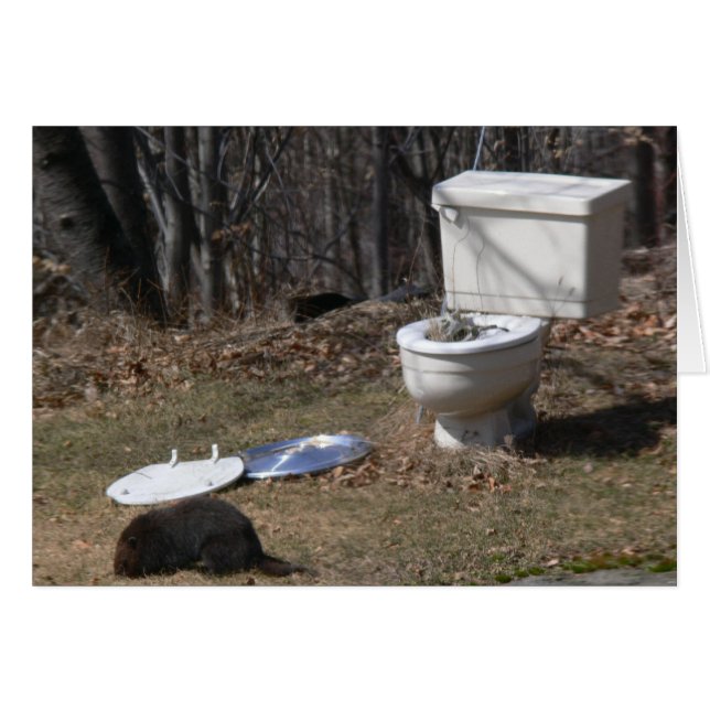 Groundhogあさること (正面横)