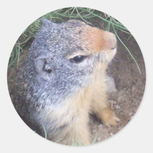 Groundhogのかわいいステッカー ラウンドシール