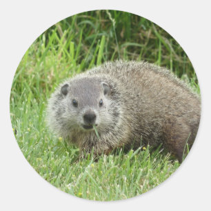 Groundhogのステッカー ラウンドシール