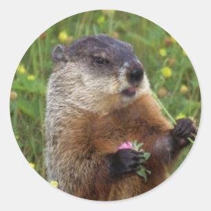 Groundhogの姿勢のステッカー-より近く ラウンドシール