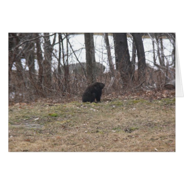 Groundhogは場面を調査します (正面横)