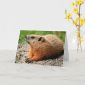 Groundhogプロファイル カード (黄色い花)