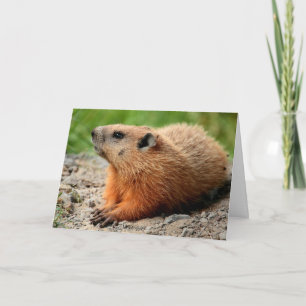 Groundhogプロファイル カード