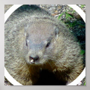 Groundhogポスタープリント ポスター