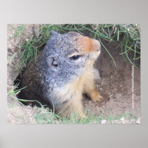 Groundhogポスター ポスター