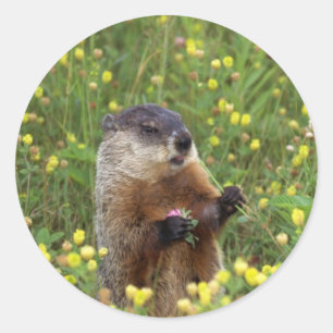 Groundhogポーズステッカー ラウンドシール
