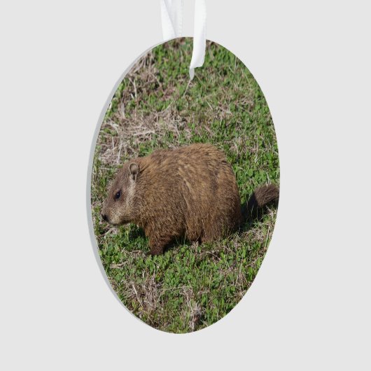 Groundhog オーナメント (正面)