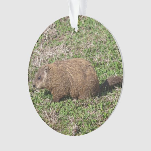 Groundhog オーナメント (正面)