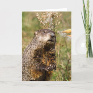 Groundhog カード