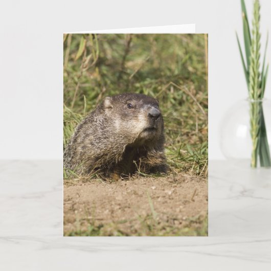Groundhog カード (正面)