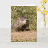 Groundhog カード (黄色い花)
