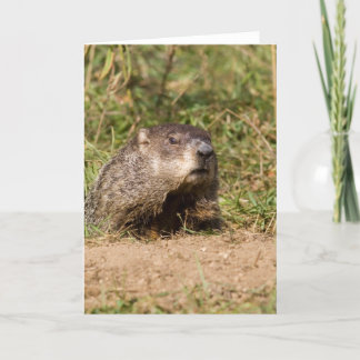 Groundhog カード