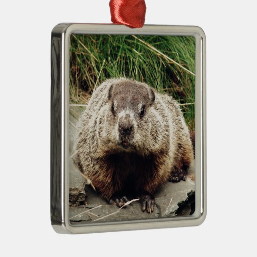 Groundhog メタルオーナメント (右)