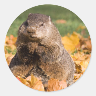 Groundhog ラウンドシール