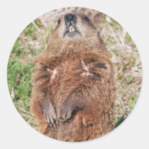Groundhog ラウンドシール