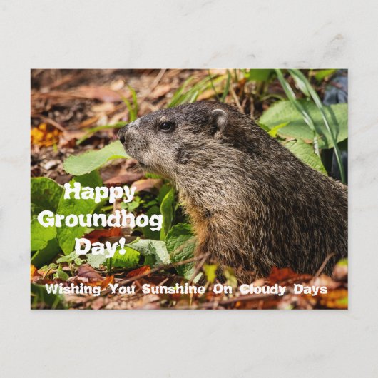 Groundhog Dayはがき ポストカード (正面)