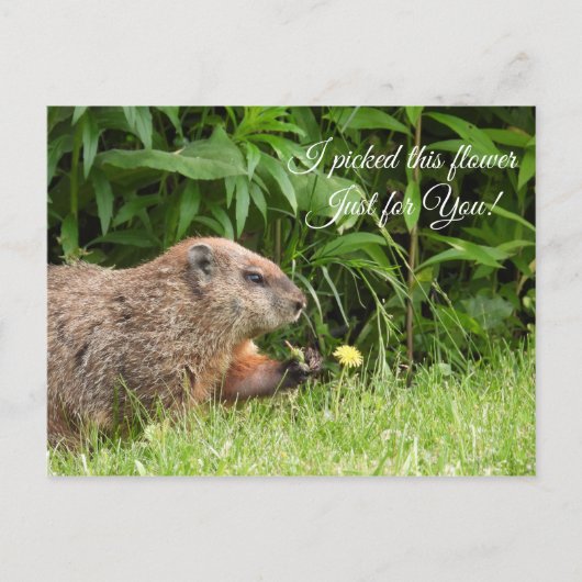 Groundhog/Woodchuckが花を運ぶ ポストカード (正面)