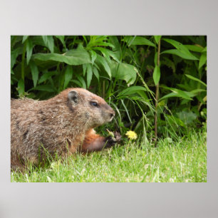 Groundhog / Woodchuck Holding a Dandelion ポスター