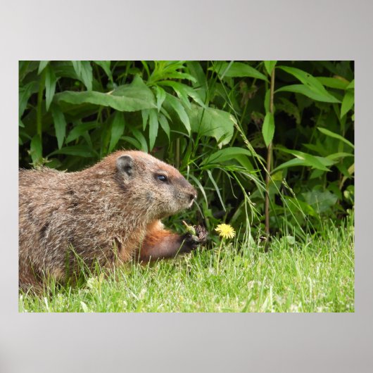 Groundhog / Woodchuck Holding a Dandelion ポスター (正面)