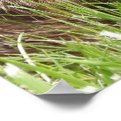 Groundhog / Woodchuck Holding a Dandelion ポスター (角)