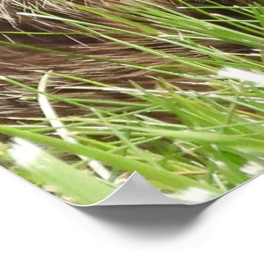 Groundhog / Woodchuck Holding a Dandelion ポスター (角)