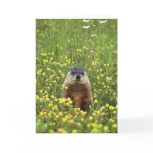 Groundhogsルールカード